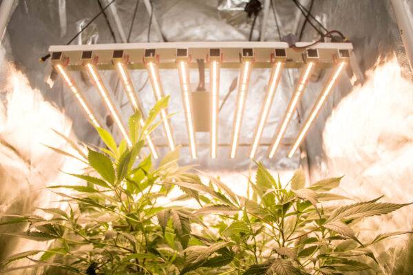 PHOTRONIC (260W) 0.6m x 0.7m Sol Invictus Grow Light - Image 5