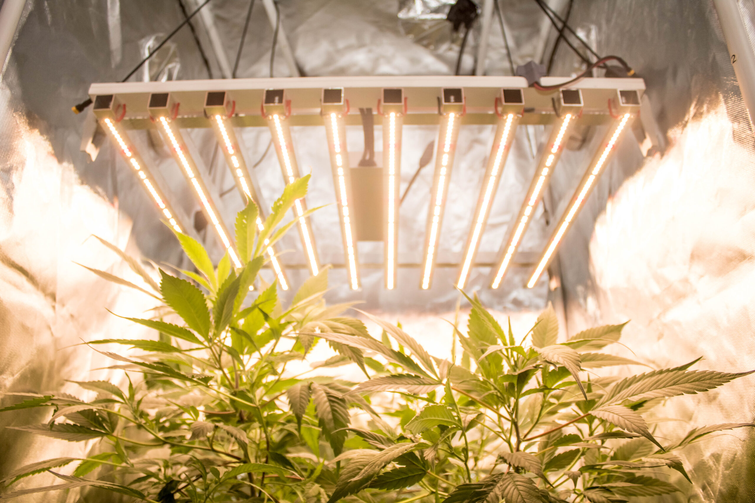 PHOTRONIC (260W) 0.6m x 0.7m Sol Invictus Grow Light - Image 5