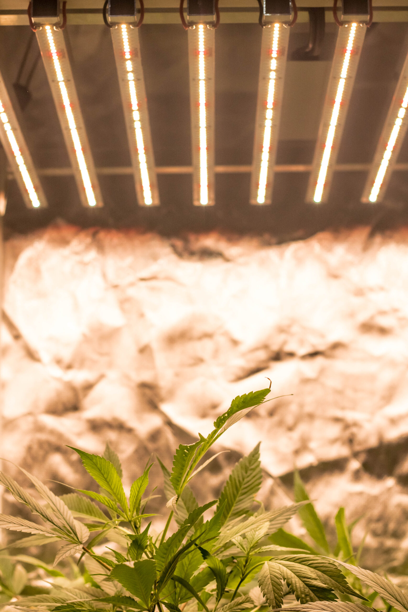 PHOTRONIC (260W) 0.6m x 0.7m Sol Invictus Grow Light - Image 6
