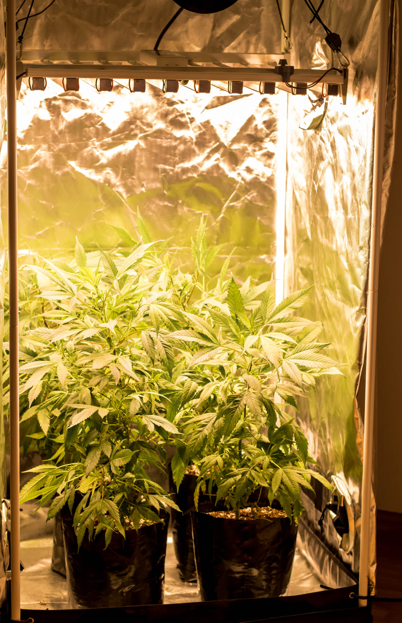 PHOTRONIC (260W) 0.6m x 0.7m Sol Invictus Grow Light - Image 4